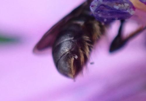 Réf. 337 007 : Chelostoma sp.